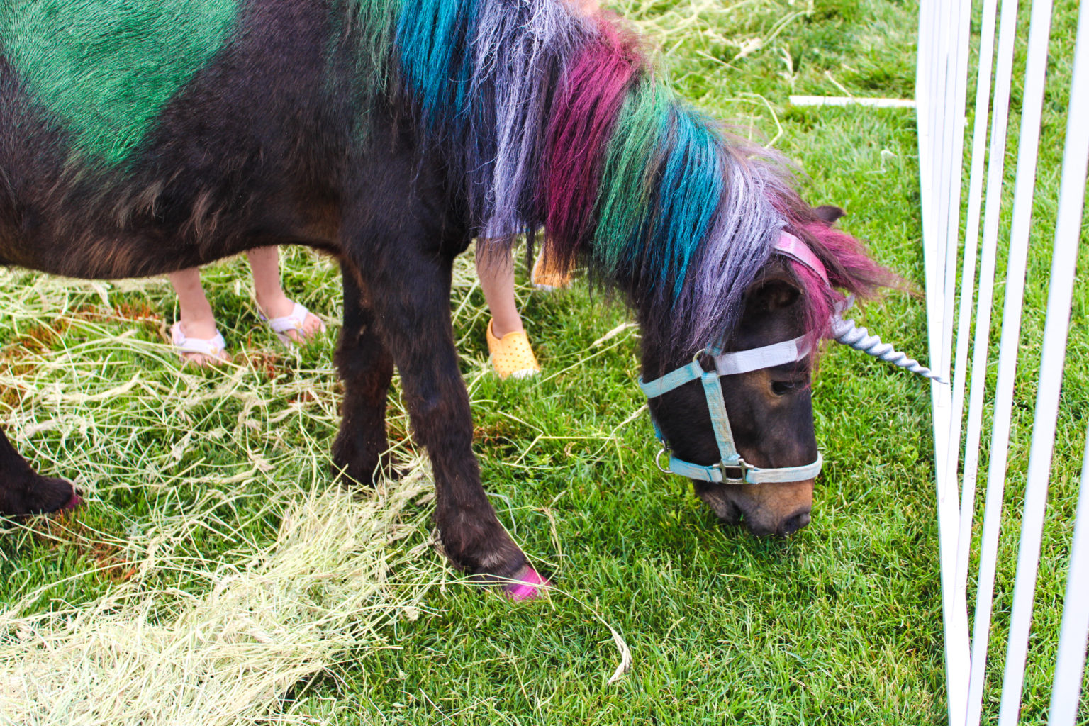 Colorado Unicorn Festival: Where Fantasy Meets Reality - IDK Mommy