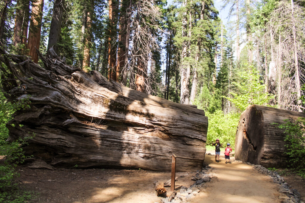 What To Expect When Visiting Black Chasm Caverns - IDK Mommy